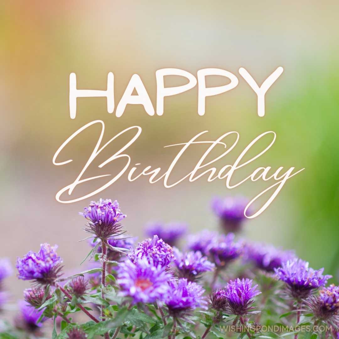 A beautiful image of an Aster flower on the yellow-whitish background. Happy Birthday Purple Flower 